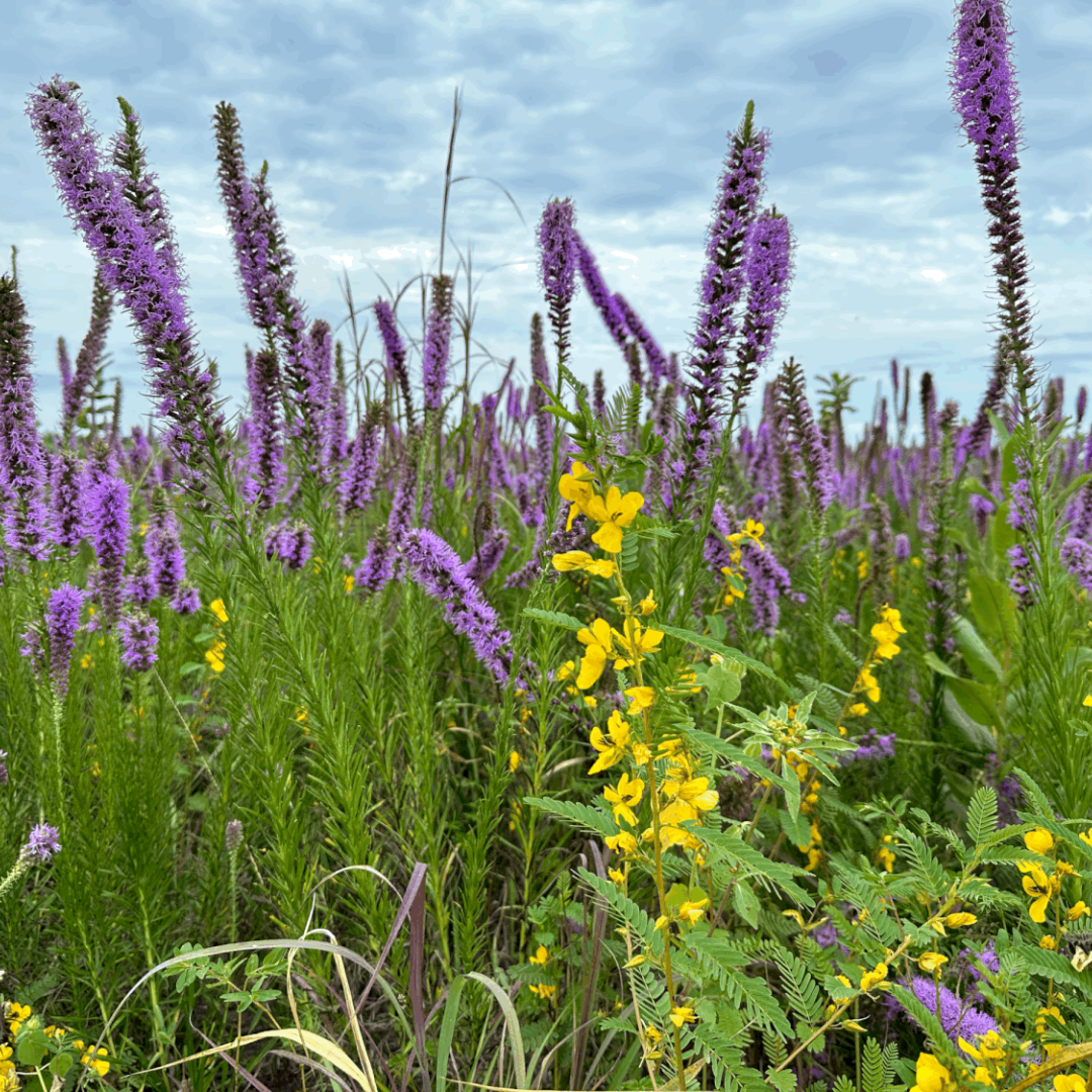 iowa wildflower seed mix Short Backyard Pollinator – Hoksey Native Seeds
