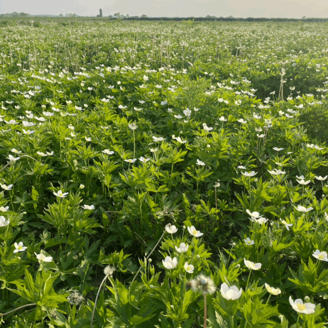 Short Backyard Pollinator