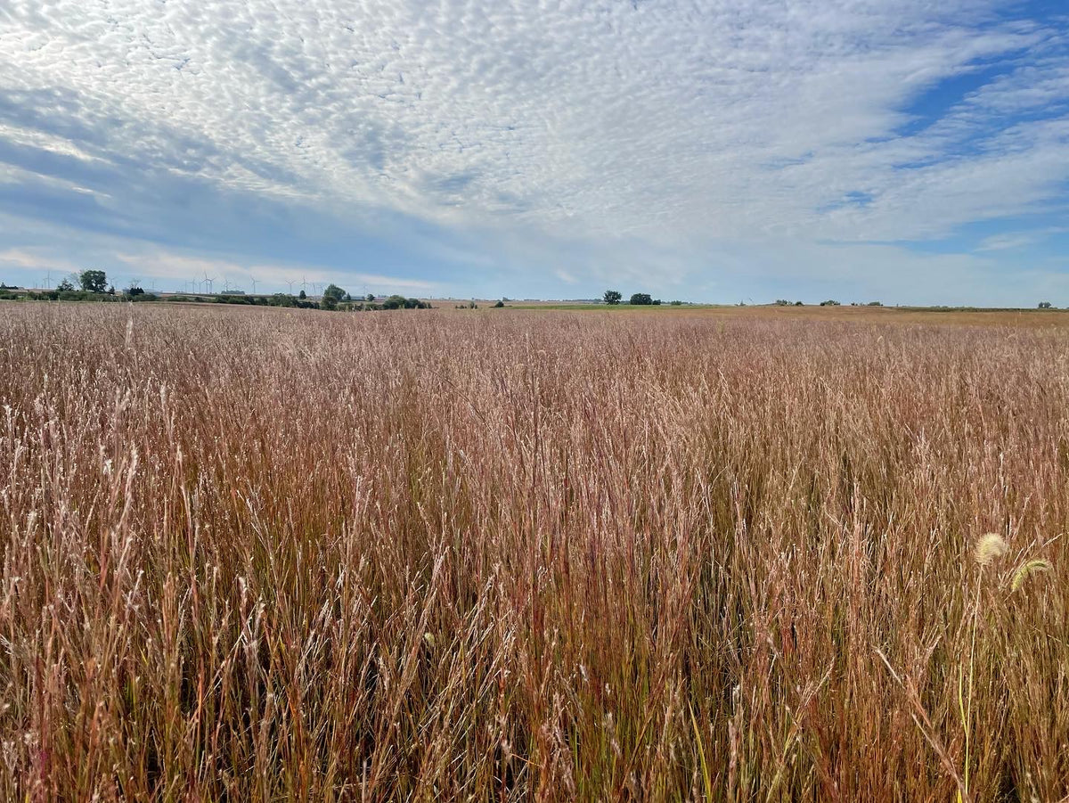 Native Pasture - Grass Only