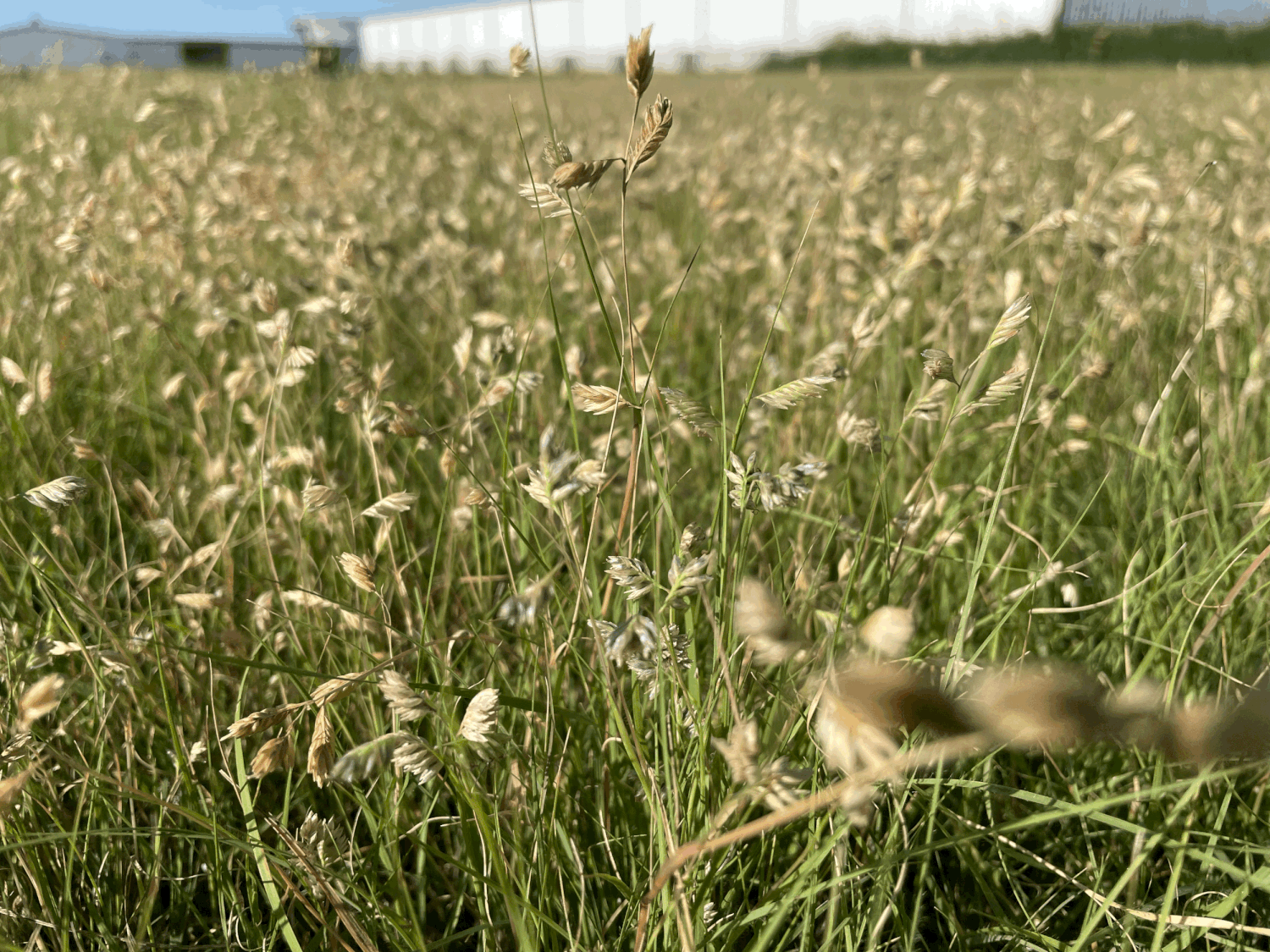 Buffalo Grass Lawn