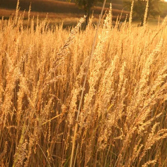 IA Tallgrass 30/10