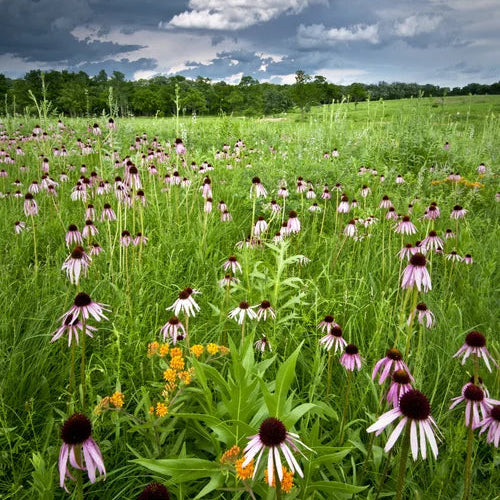 IA CP33 20/20 (Shortgrass Mix)