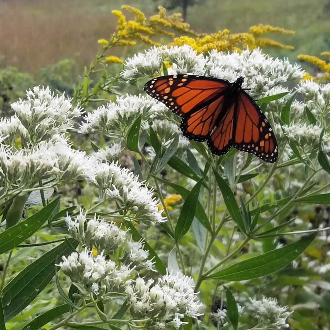 MN Monarch Pollinator