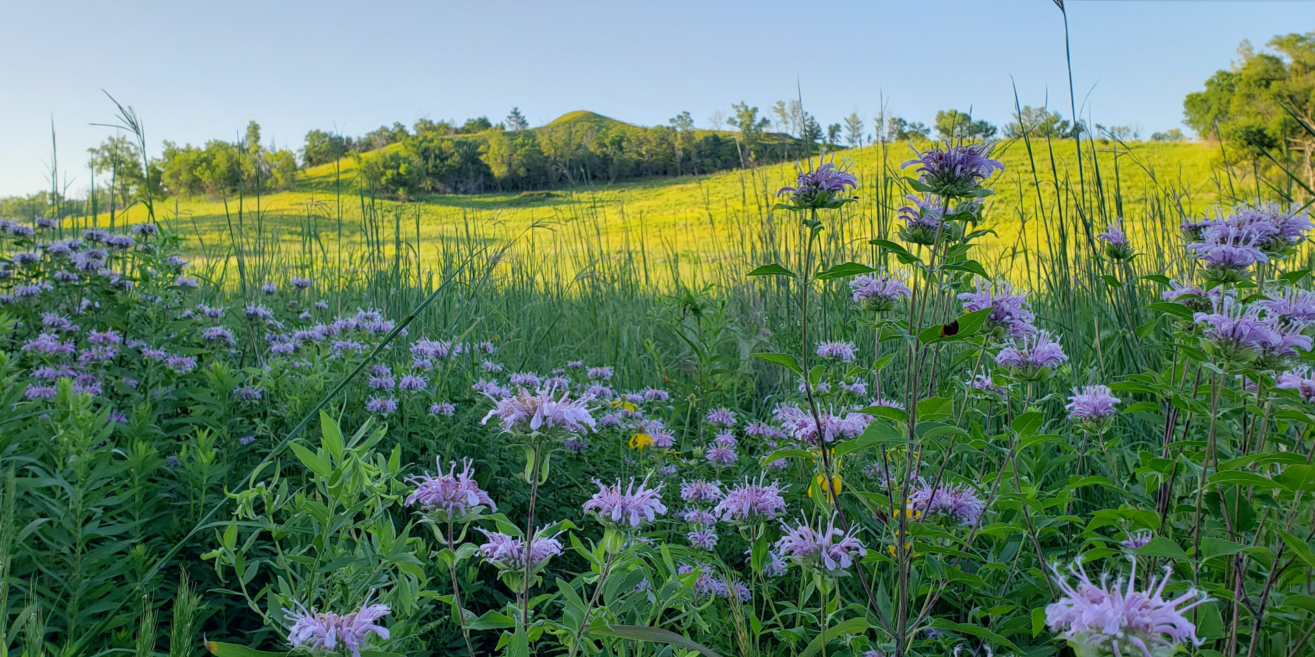 Hoksey Native Seeds