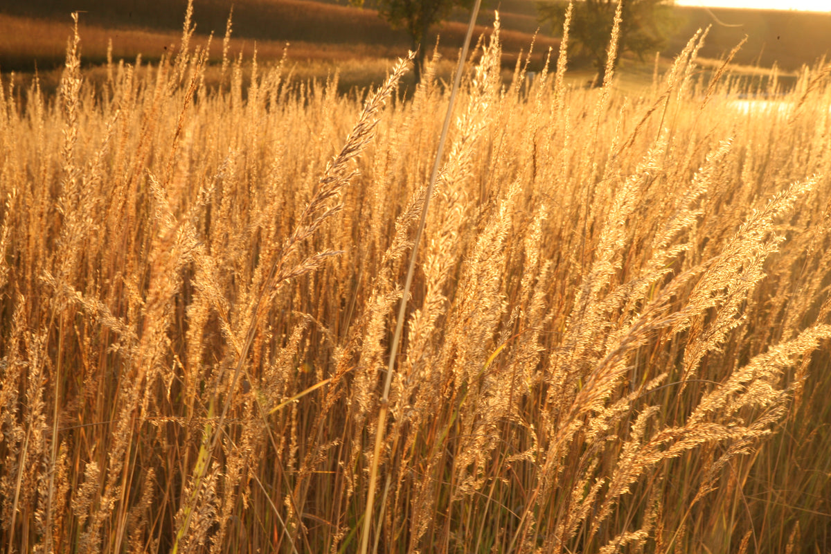 Native Pasture - Grass Only