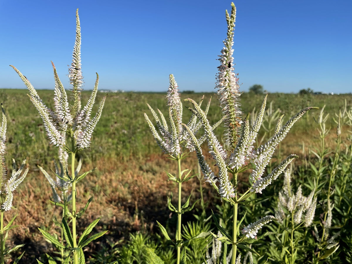 Riparian Buffer & Bank