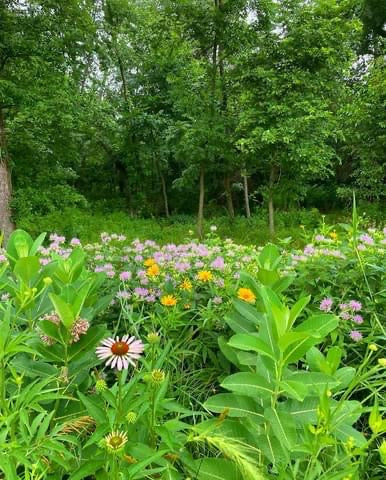 Hoksey Native Seeds