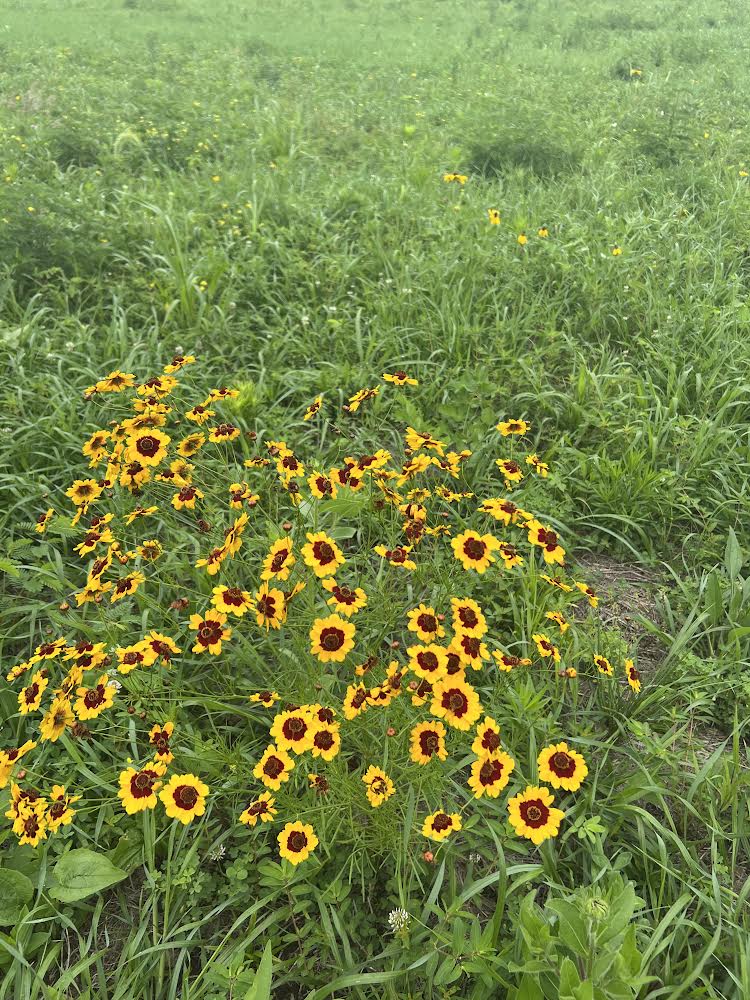 Knee High Beauty