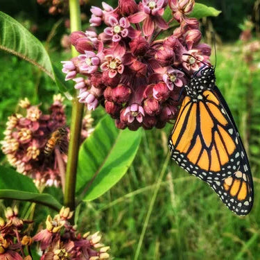 IA Monarch Pollinator