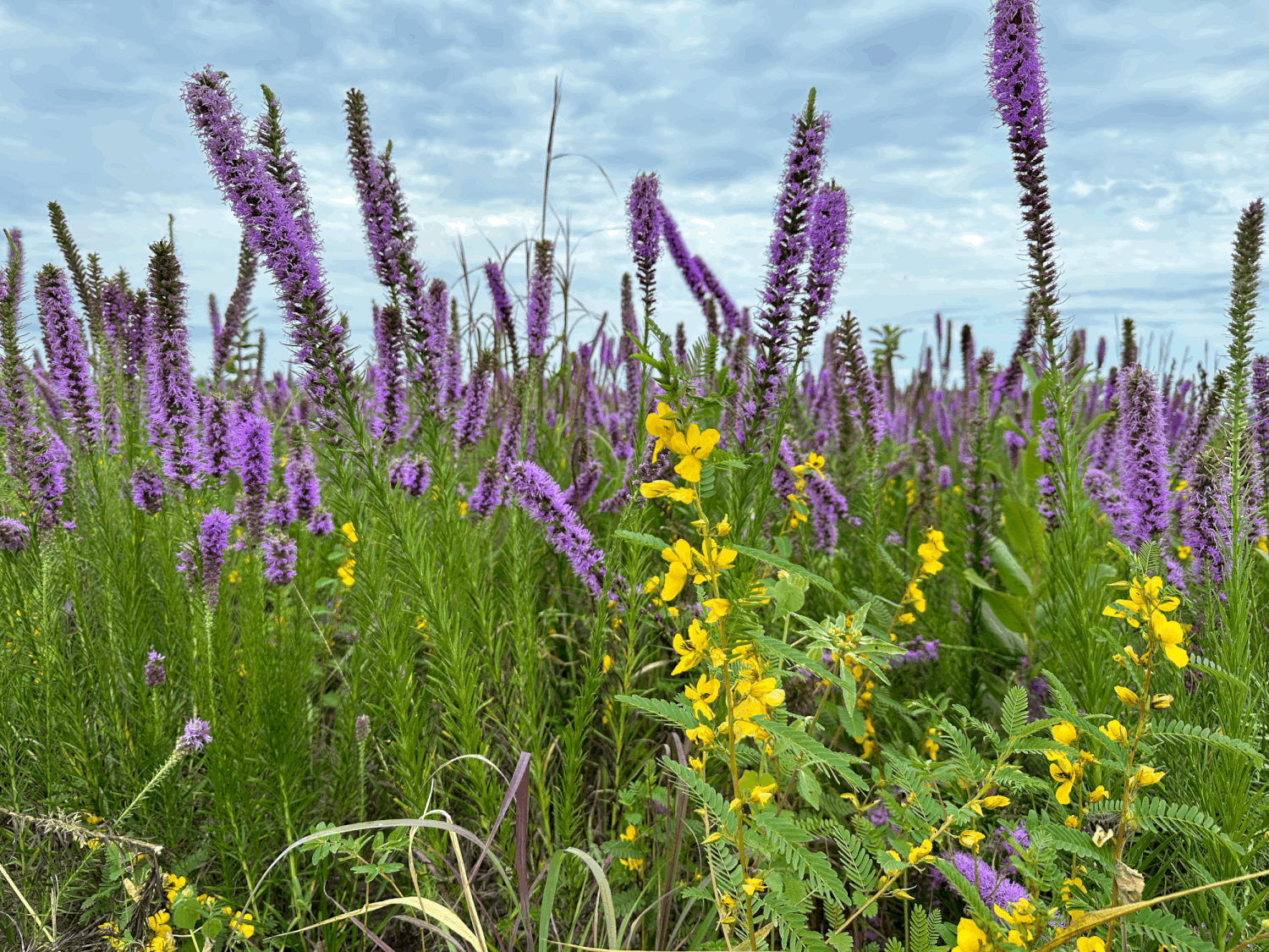 butterfly and bee flower seeds Native Bee and Butterfly Mix