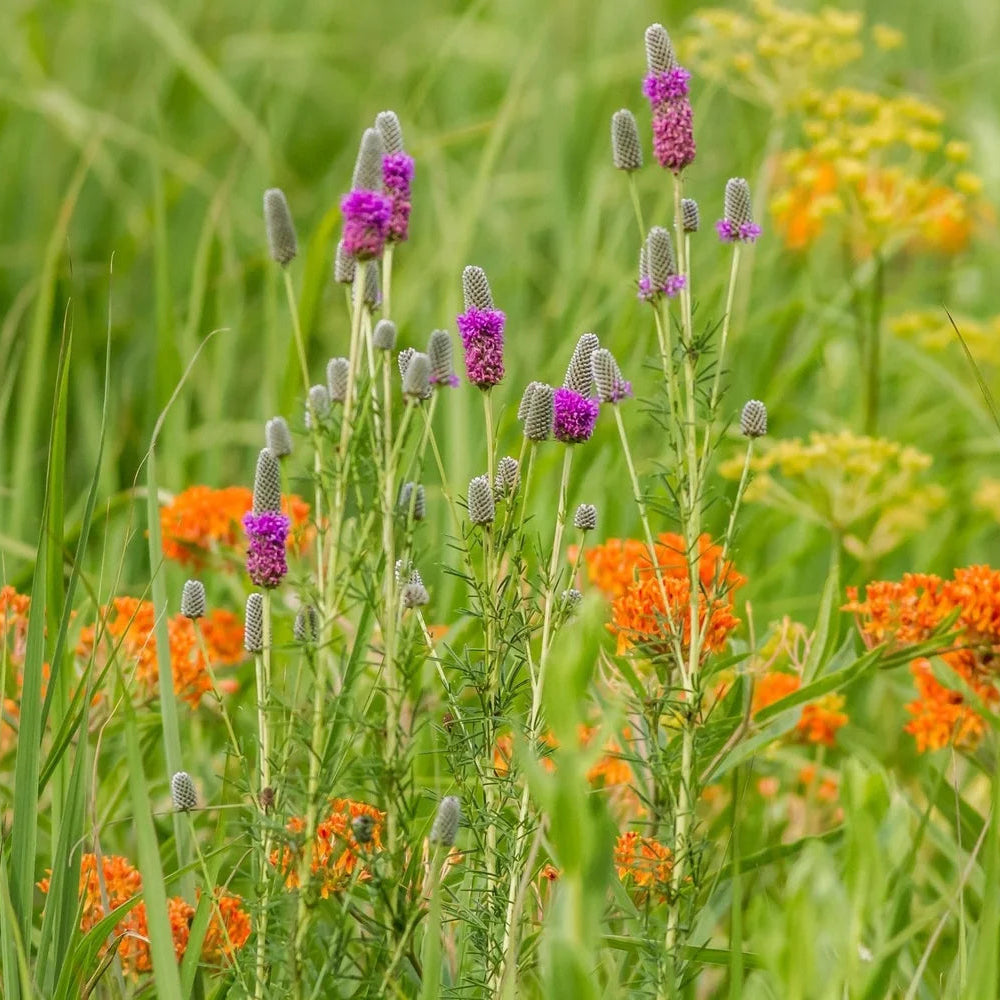 Native Bee and Butterfly Mix