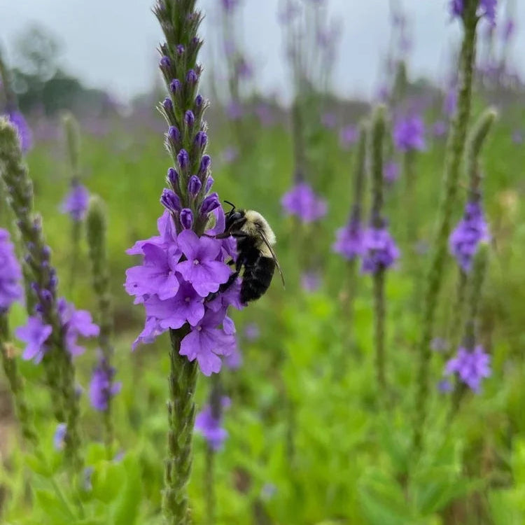 bee and butterfly flower seed mix Native Bee and Butterfly Mix