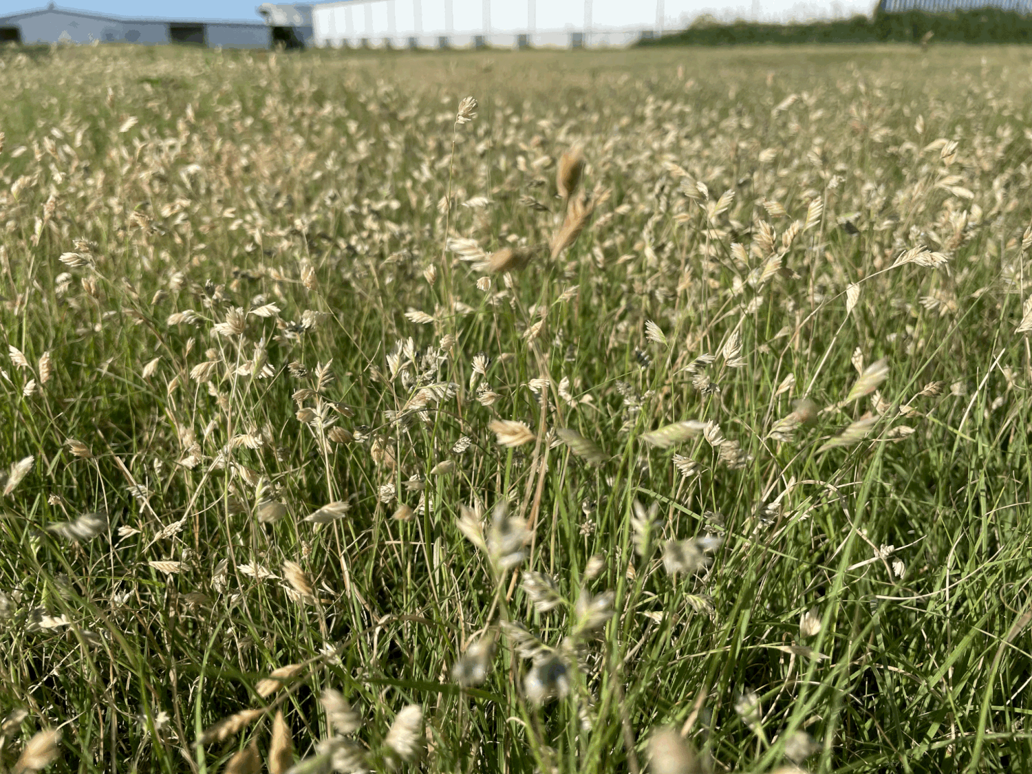 Native Turf Lawn
