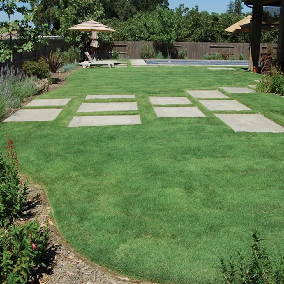 Native Turf Lawn