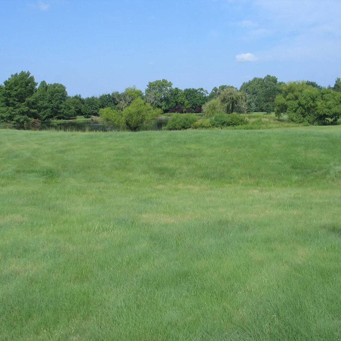 Native Turf Lawn