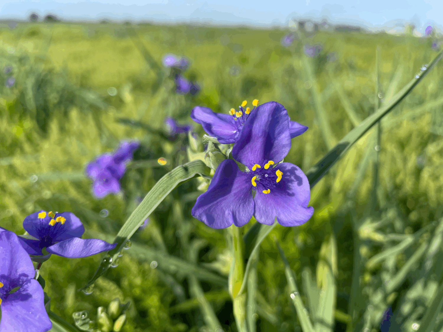 Partial Shade Pollinator