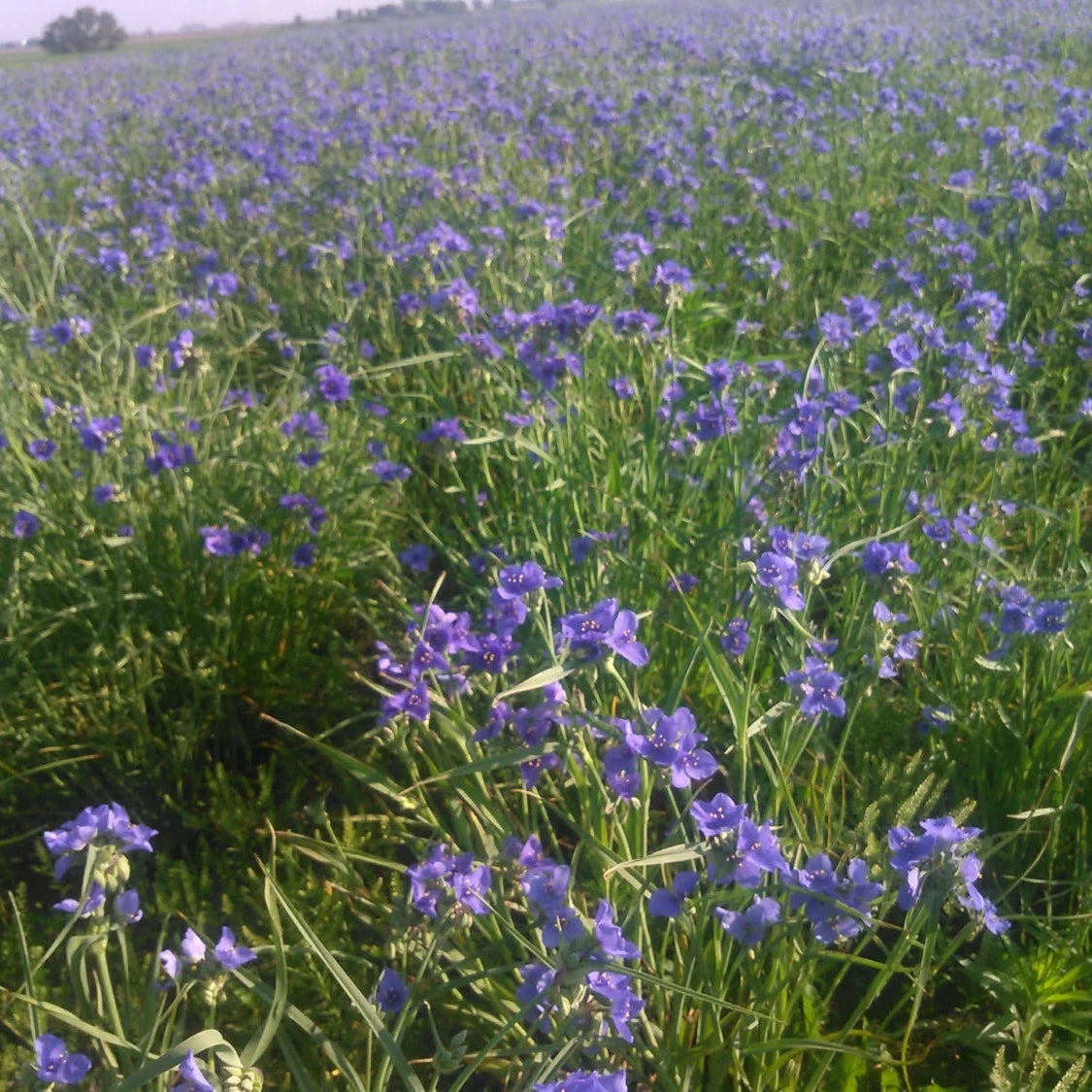 Premium Perennial Deer Food Plot