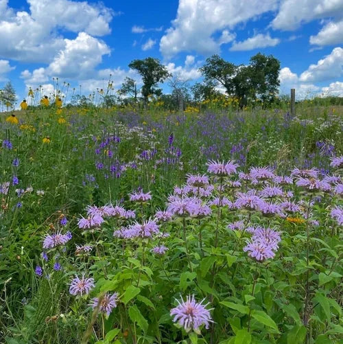 IL Safe Shortgrass Premium / Safe CP38-E 2 Shortgrass Premium