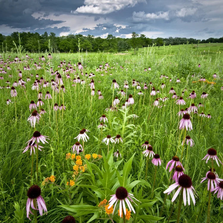 Short Backyard Prairie