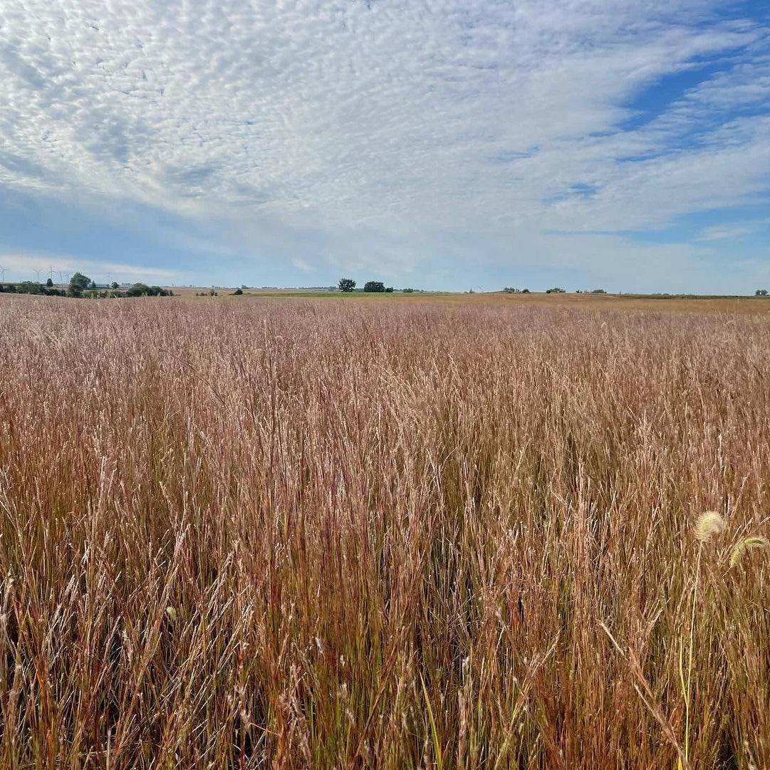 Short Grasslands Savana (No Flowers)