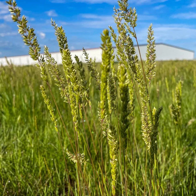 Short Grasslands Savana (No Flowers)