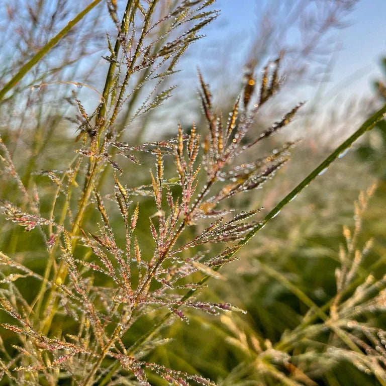 Short Grasslands Savana (No Flowers)