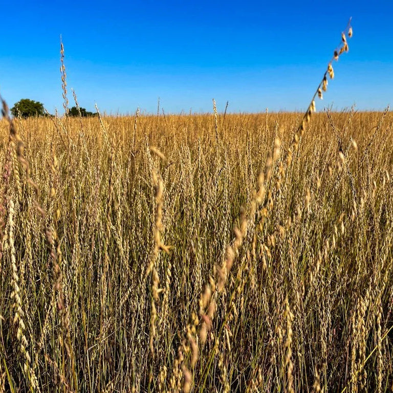 Short Grasslands Savana (No Flowers)