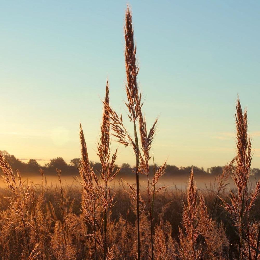 Tall Grasslands Savana (No Flowers)