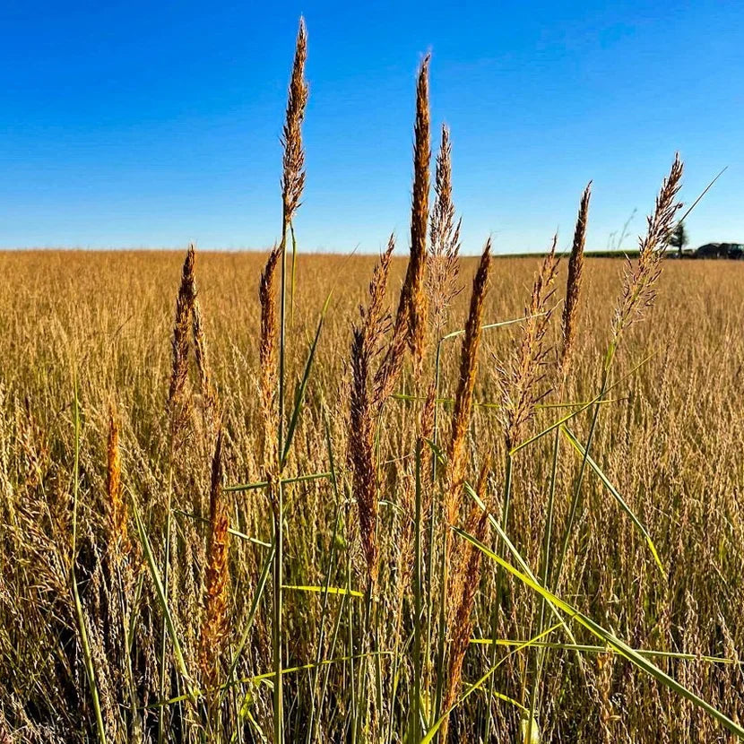 Tall Grasslands Savana (No Flowers)
