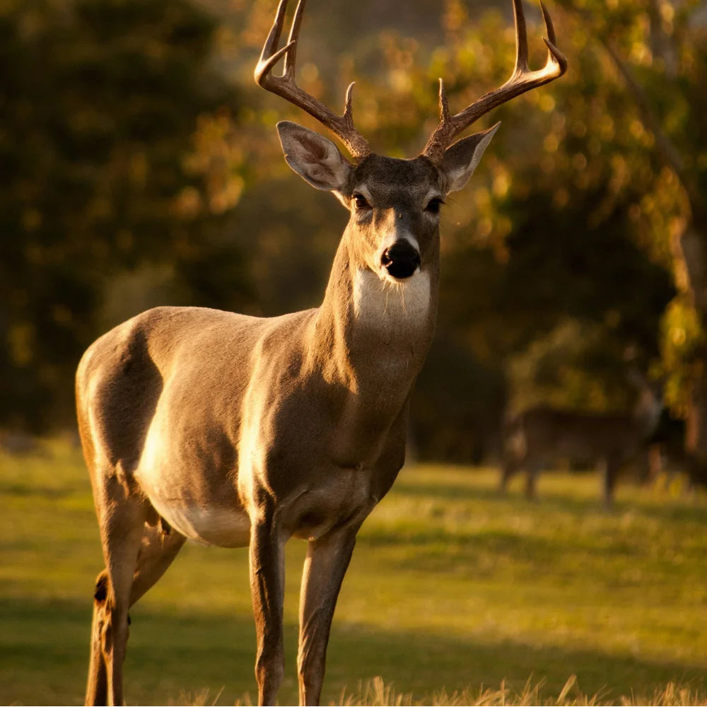 Whitetail Deer Habitat Mix