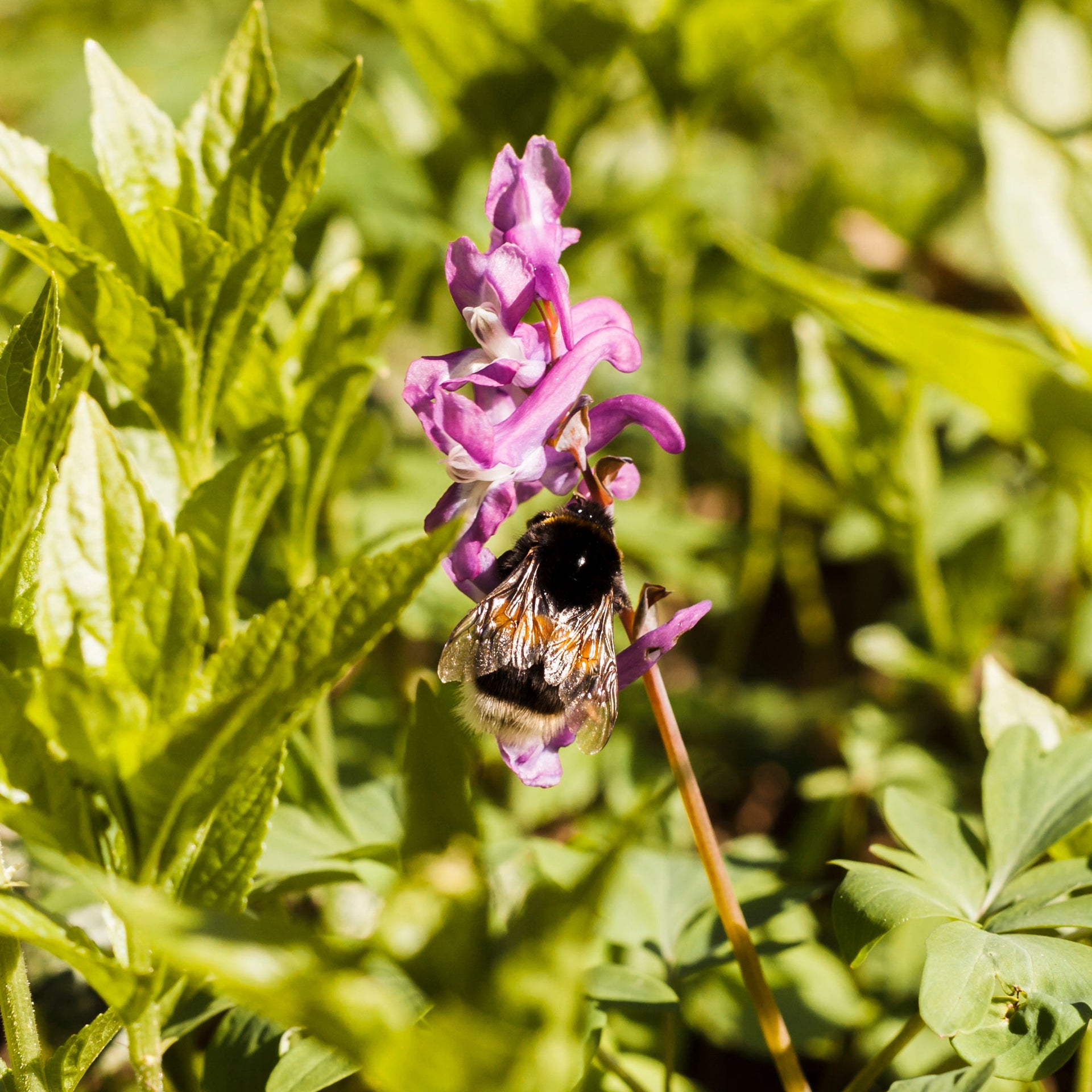 Partial Shade Pollinator